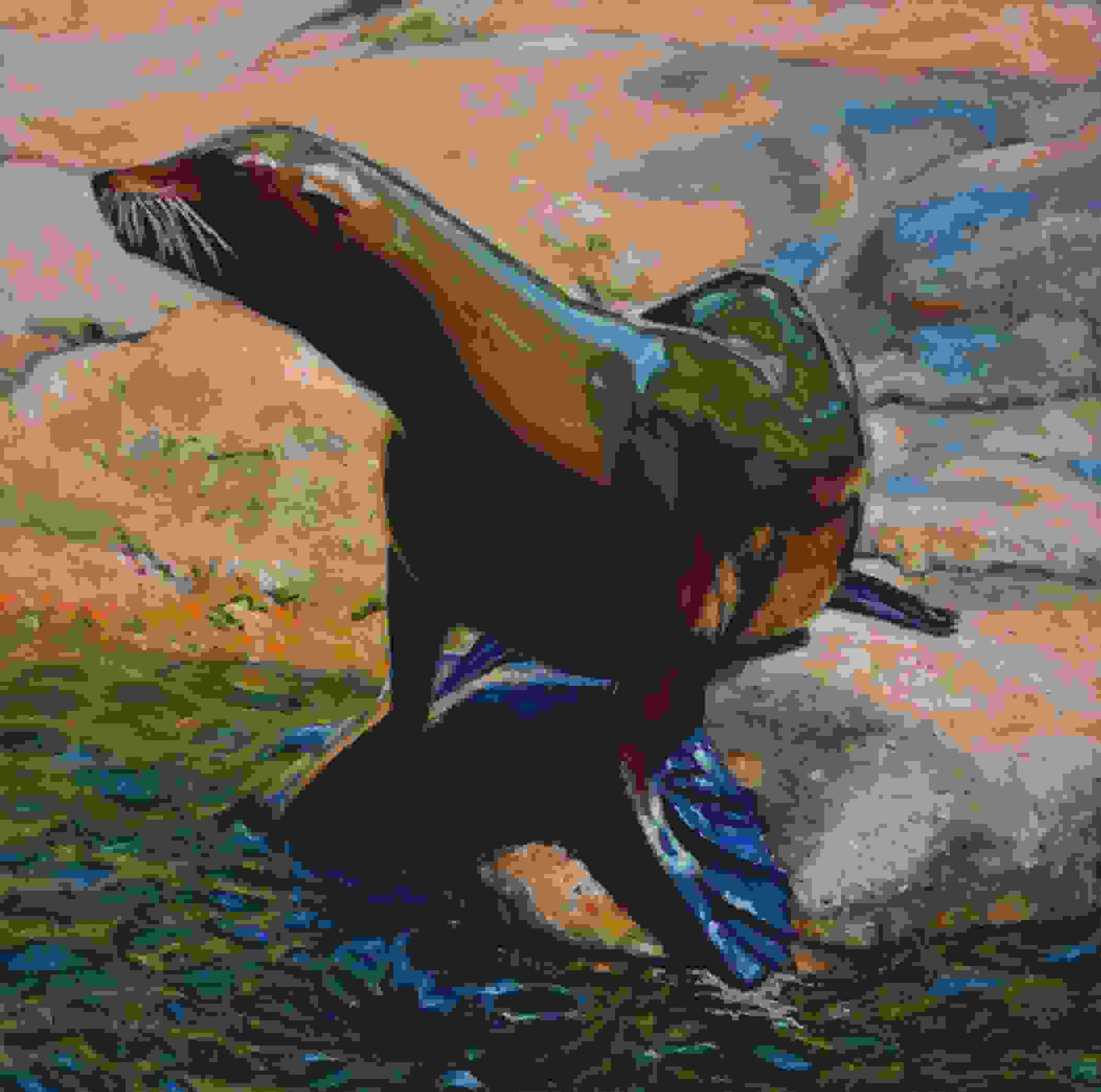 Sea Lion